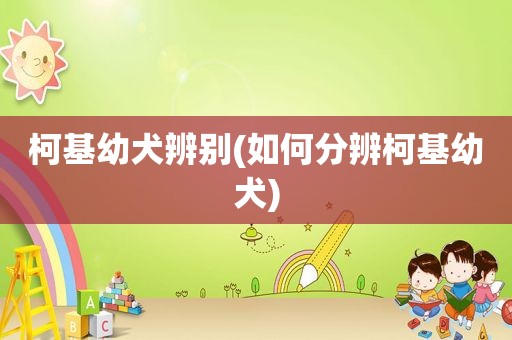 柯基幼犬辨别(如何分辨柯基幼犬)