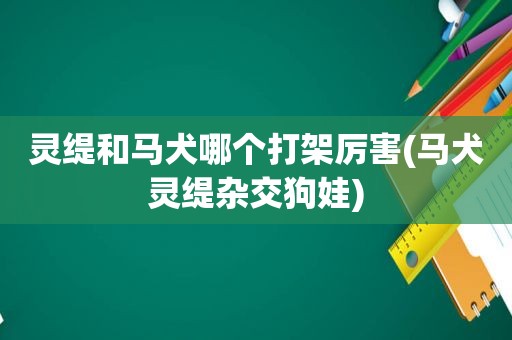 灵缇和马犬哪个打架厉害(马犬灵缇杂交狗娃)