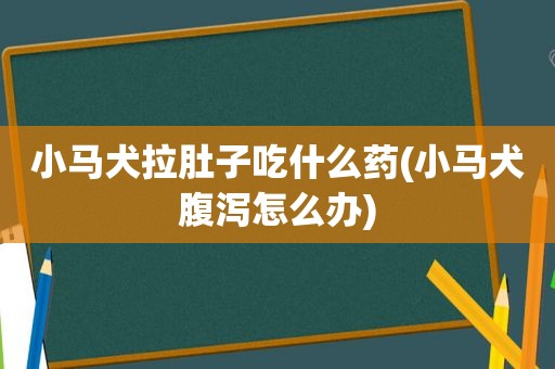 小马犬拉肚子吃什么药(小马犬腹泻怎么办)