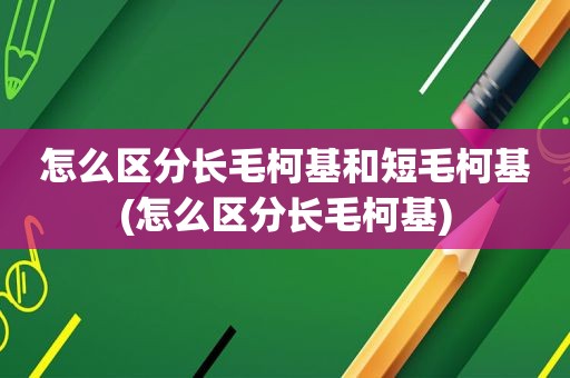 怎么区分长毛柯基和短毛柯基(怎么区分长毛柯基)
