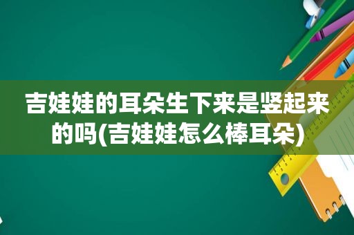 吉娃娃的耳朵生下来是竖起来的吗(吉娃娃怎么棒耳朵)