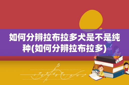 如何分辨拉布拉多犬是不是纯种(如何分辨拉布拉多)