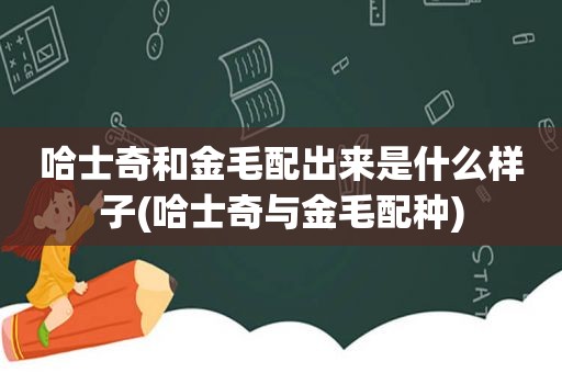 哈士奇和金毛配出来是什么样子(哈士奇与金毛配种)
