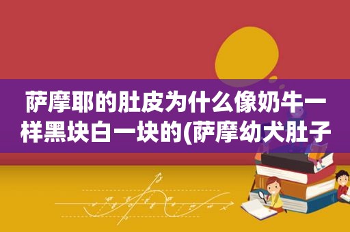 萨摩耶的肚皮为什么像奶牛一样黑块白一块的(萨摩幼犬肚子紫色)
