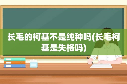 长毛的柯基不是纯种吗(长毛柯基是失格吗)