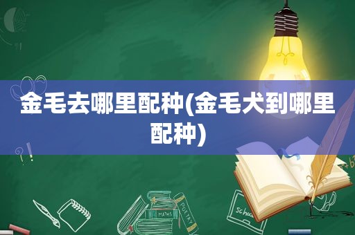金毛去哪里配种(金毛犬到哪里配种)