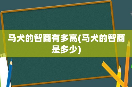 马犬的智商有多高(马犬的智商是多少)