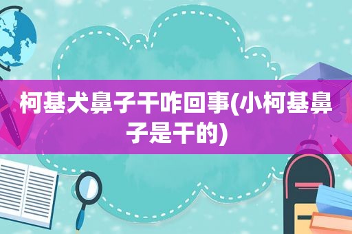 柯基犬鼻子干咋回事(小柯基鼻子是干的)