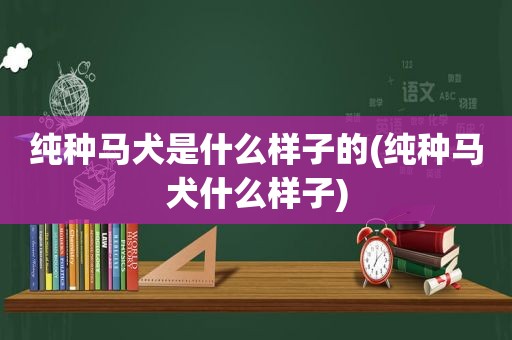 纯种马犬是什么样子的(纯种马犬什么样子)