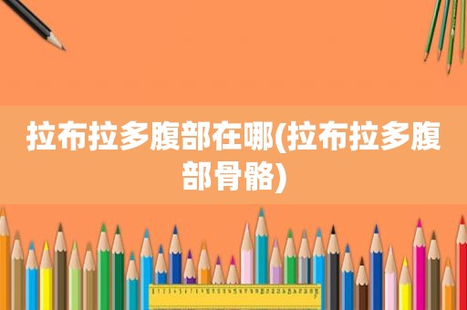 拉布拉多腹部在哪(拉布拉多腹部骨骼)