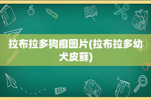 拉布拉多狗癣图片(拉布拉多幼犬皮藓)