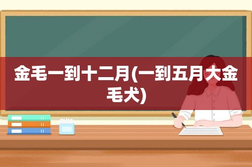 金毛一到十二月(一到五月大金毛犬)