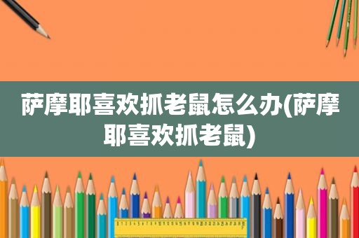 萨摩耶喜欢抓老鼠怎么办(萨摩耶喜欢抓老鼠)
