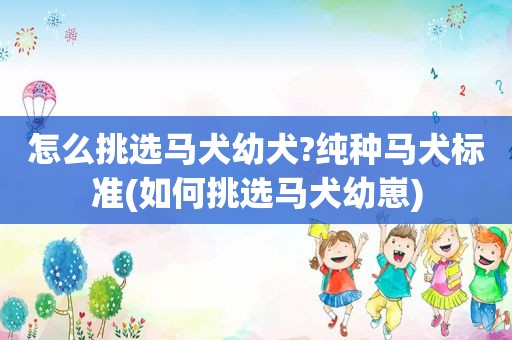 怎么挑选马犬幼犬?纯种马犬标准(如何挑选马犬幼崽)
