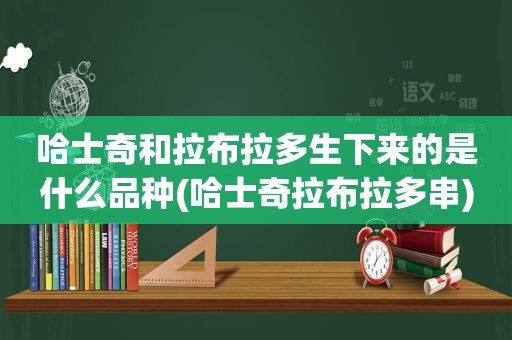 哈士奇和拉布拉多生下来的是什么品种(哈士奇拉布拉多串)