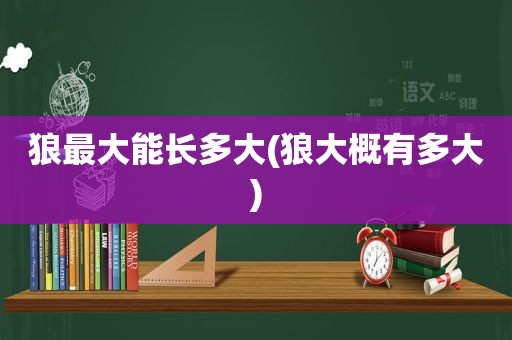 狼最大能长多大(狼大概有多大)