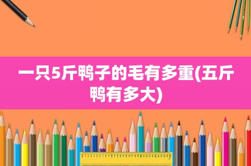 一只5斤鸭子的毛有多重(五斤鸭有多大)
