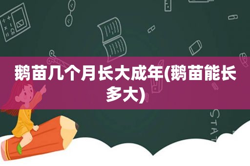 鹅苗几个月长大成年(鹅苗能长多大)