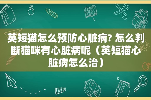 英短猫怎么预防心脏病? 怎么判断猫咪有心脏病呢（英短猫心脏病怎么治）