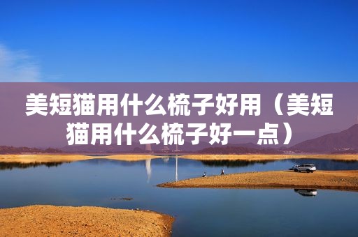 美短猫用什么梳子好用（美短猫用什么梳子好一点）