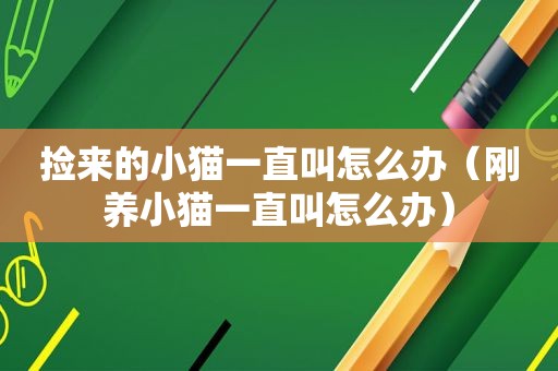 捡来的小猫一直叫怎么办（刚养小猫一直叫怎么办）