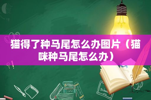 猫得了种马尾怎么办图片（猫咪种马尾怎么办）