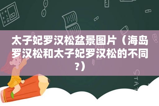 太子妃罗汉松盆景图片（海岛罗汉松和太子妃罗汉松的不同?）