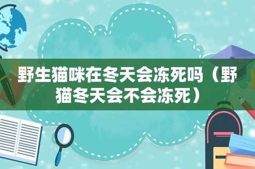 野生猫咪在冬天会冻死吗（野猫冬天会不会冻死）
