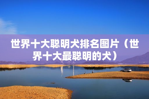 世界十大聪明犬排名图片（世界十大最聪明的犬）