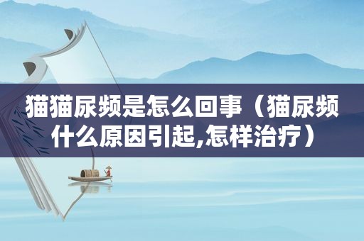 猫猫尿频是怎么回事（猫尿频什么原因引起,怎样治疗）