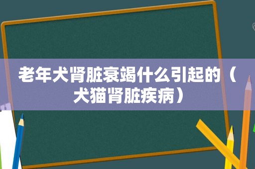老年犬肾脏衰竭什么引起的（犬猫肾脏疾病）