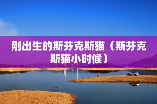 刚出生的斯芬克斯猫（斯芬克斯猫小时候）