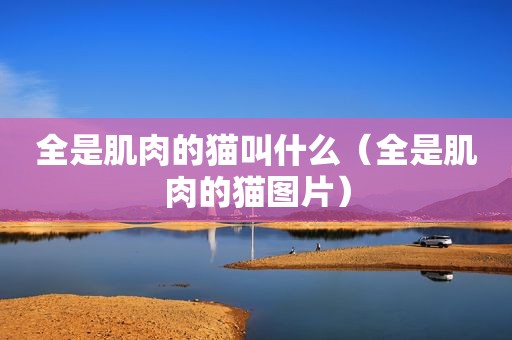 全是肌肉的猫叫什么（全是肌肉的猫图片）