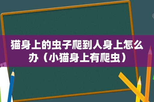 猫身上的虫子爬到人身上怎么办（小猫身上有爬虫）