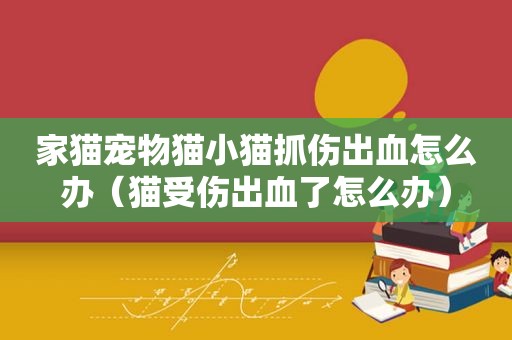 家猫宠物猫小猫抓伤出血怎么办（猫受伤出血了怎么办）