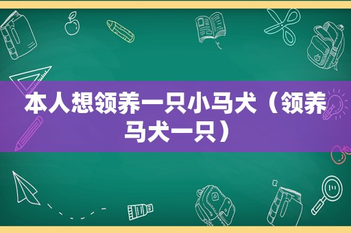 本人想领养一只小马犬（领养马犬一只）