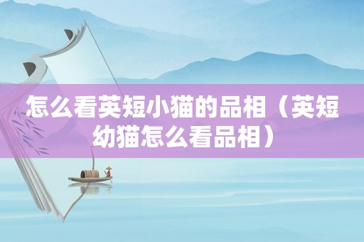 怎么看英短小猫的品相（英短幼猫怎么看品相）