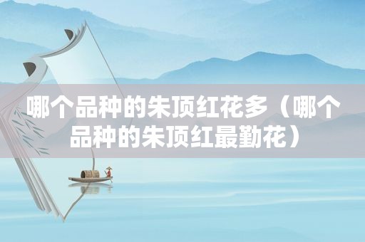 哪个品种的朱顶红花多（哪个品种的朱顶红最勤花）