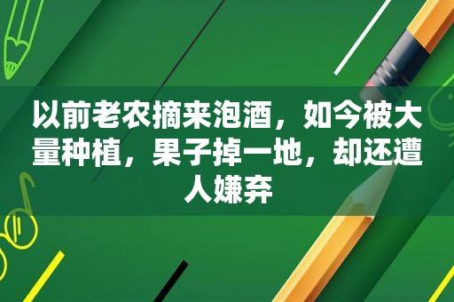 以前老农摘来泡酒，如今被大量种植，果子掉一地，却还遭人嫌弃