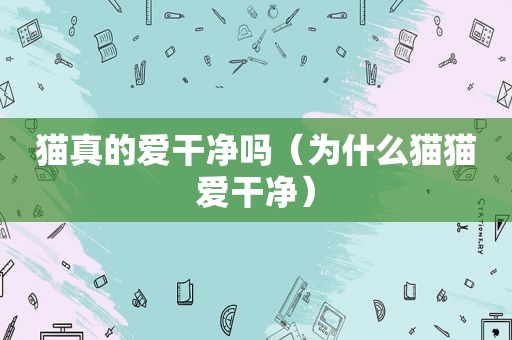 猫真的爱干净吗（为什么猫猫爱干净）