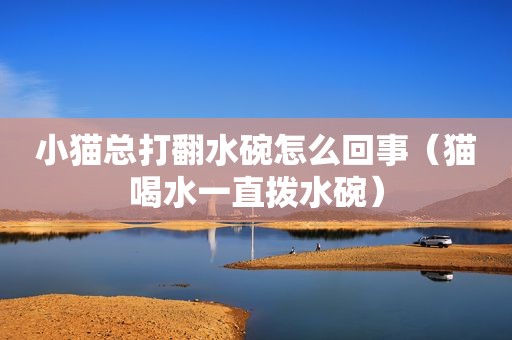 小猫总打翻水碗怎么回事（猫喝水一直拨水碗）