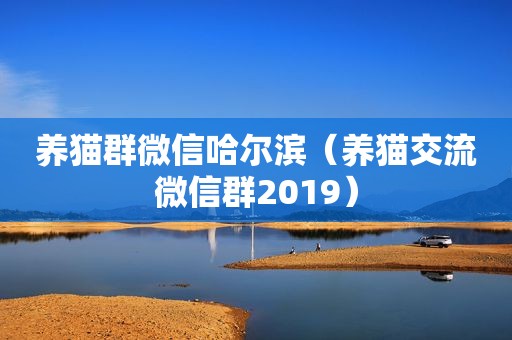 养猫群微信哈尔滨（养猫交流微信群2019）