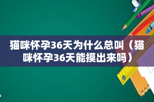 猫咪怀孕36天为什么总叫（猫咪怀孕36天能摸出来吗）