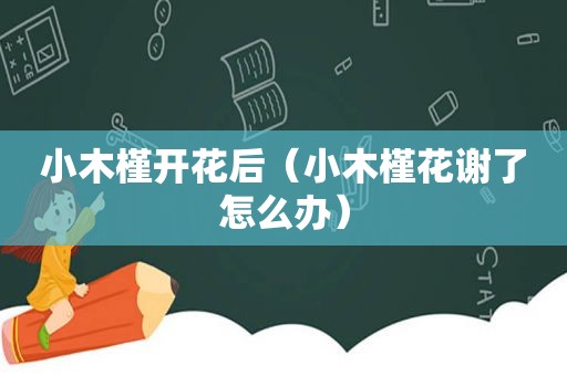 小木槿开花后（小木槿花谢了怎么办）