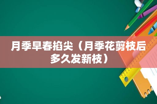 月季早春掐尖（月季花剪枝后多久发新枝）