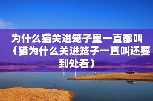 为什么猫关进笼子里一直都叫（猫为什么关进笼子一直叫还要到处看）