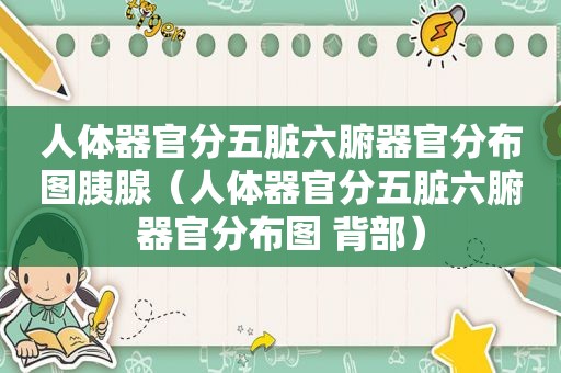 人体器官分五脏六腑器官分布图胰腺（人体器官分五脏六腑器官分布图 背部）