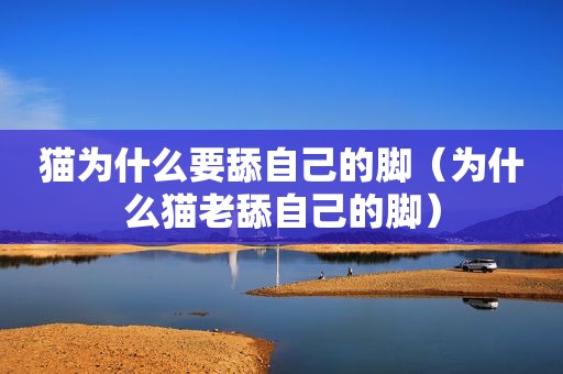 猫为什么要舔自己的脚（为什么猫老舔自己的脚）