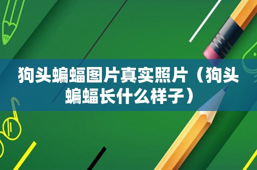 狗头蝙蝠图片真实照片（狗头蝙蝠长什么样子）