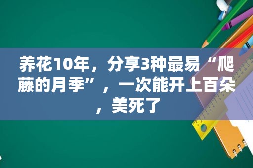 养花10年，分享3种最易“爬藤的月季”，一次能开上百朵，美死了